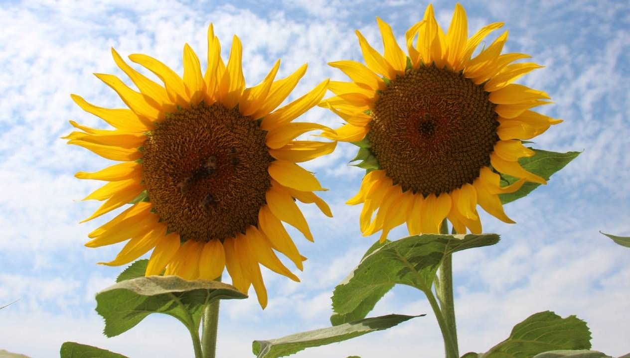 aycicek alim fiyati aciklandi zGUqaBL3