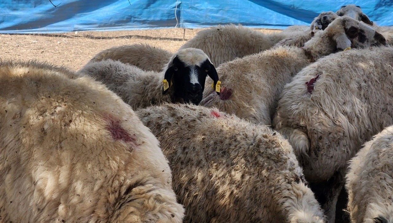 cobanlar artik altin degerinde maaslari 130 bin liraya cikti lOHjW2UF