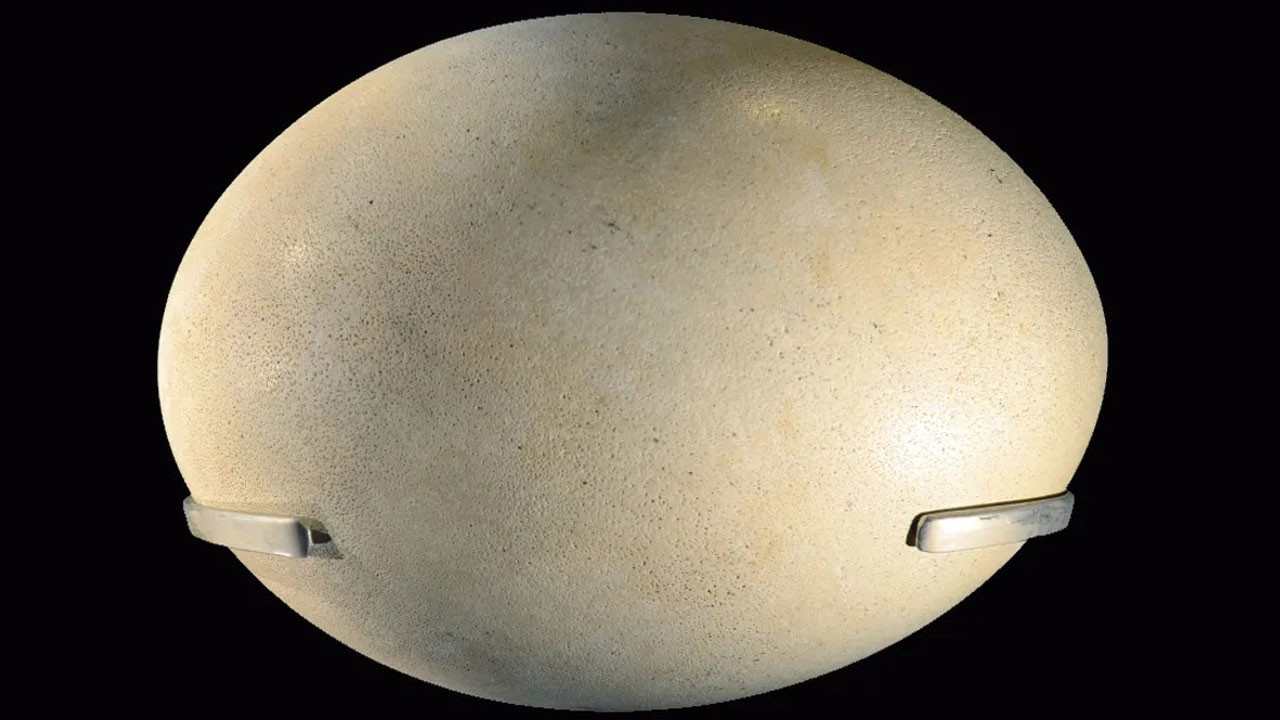 dunyanin en buyuk yumurtasi hangi hayvana ait tKqIjmQY