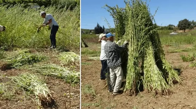 en kalitelisi bu ilimizde yetisiyor adina altin deniyor kilosu 140 liradan satiliyor sSK13lE3