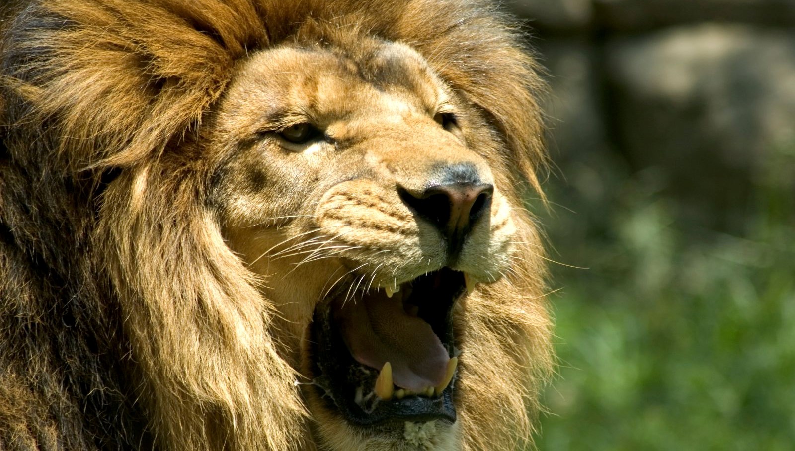 hayvanat bahcesinde feci olum aslanlarin saldirisina ugradi CFCijMBI