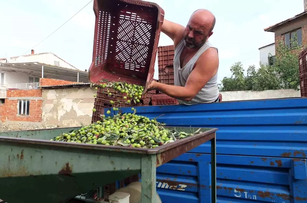 burhaniyede zeytin hasadi basladi fiyatlar 50 80 lira arasinda wqeFZVw7.jpg