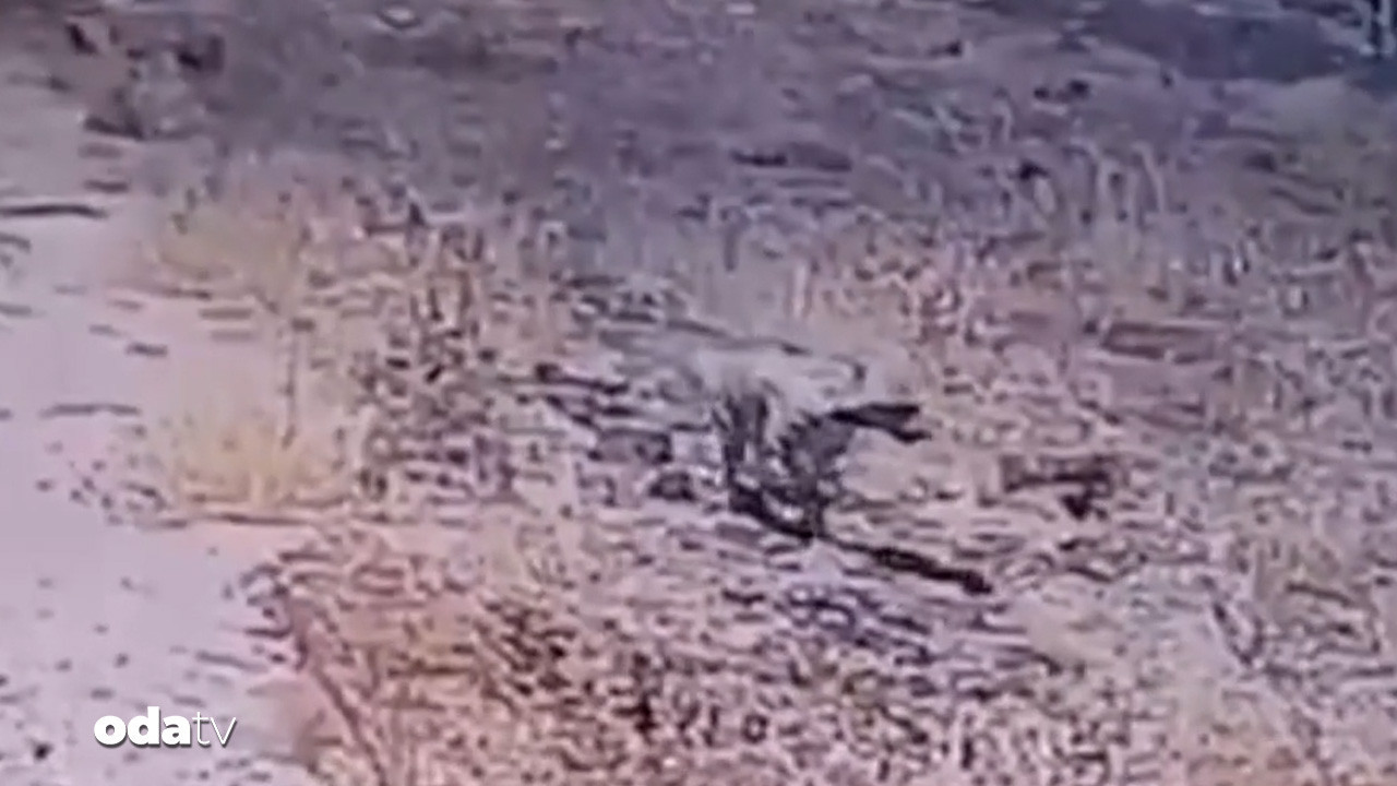 gunes enerjisi santralinde cizgili sirtlan surprizi 1R2ngePK