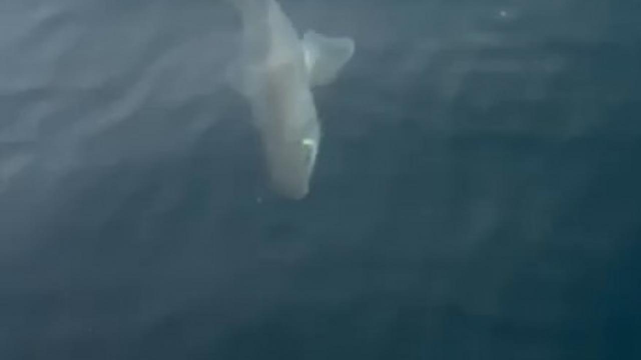 bursada balikcilarin oltasina kopek baligi takildi ncImHhl3.jpg