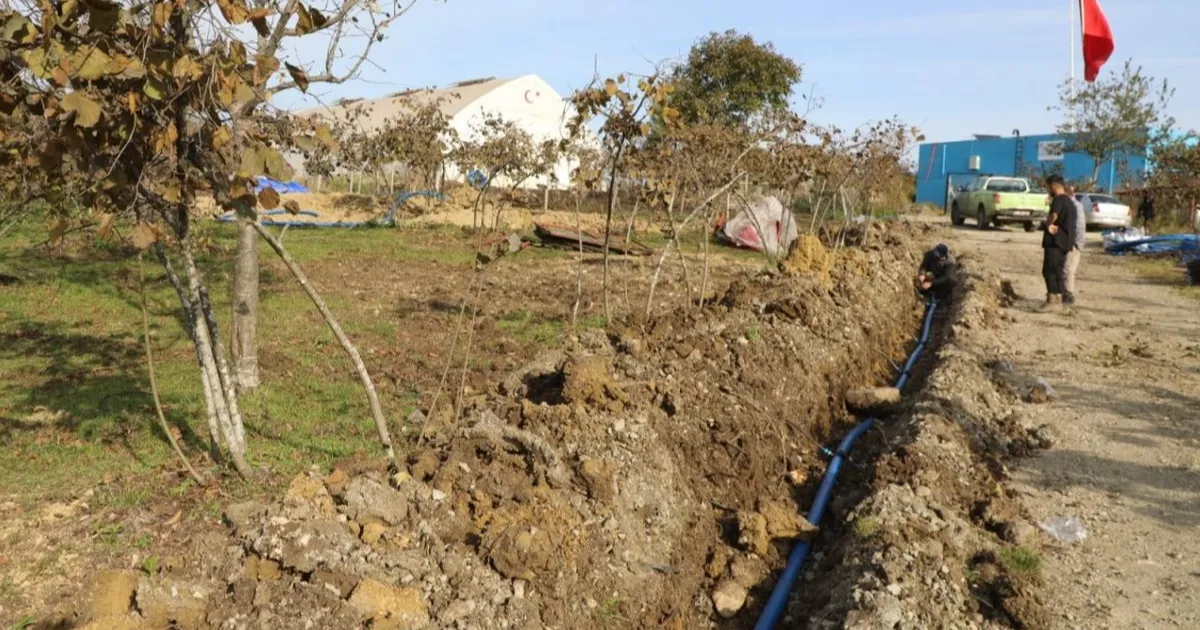 orduda findikta verim icin damlama sulama donemi FiOa4KQ6.webp