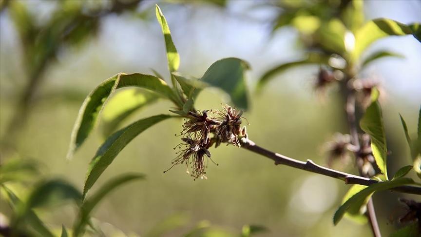 zirai dondan etkilenen ureticilere yeni destek odemesi sJb97E7j.jpg