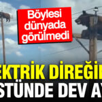 Elektrik direginin uzerindeki ayiyi gorenler inanamadi anbean kameraya yansidi aVD4qtuE